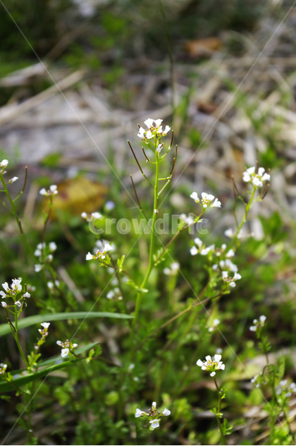 들꽃,봄꽃,꽃,flower,계절,봄,spring,식물,자연,plants,nature,꽃,flower