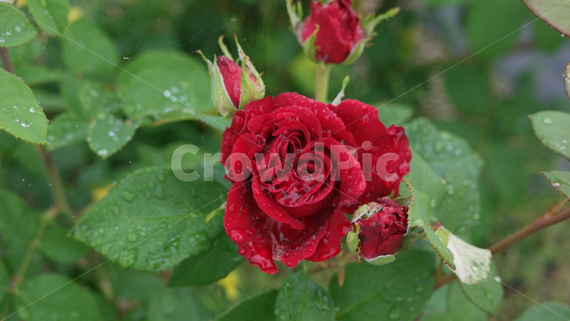 장미,장미원,장미꽃,백장미,로즈,로즈가든,식물,자연,plants,nature,꽃,flower