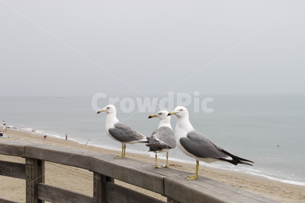 bird,새,seagull,갈매기,동물,animal,바다,모래사장,동물,animal,조류,새,birds