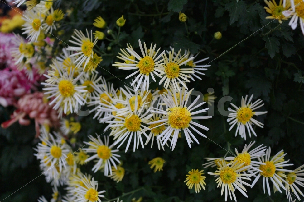 국화,꽃,축제,풍경사진,하얀색,식물,자연,plants,nature,꽃,flower