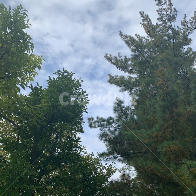 소나무,나무사이,하늘,구름,tree,plant,식물