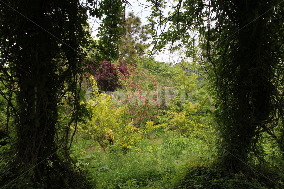 봄,꽃,정원,맑음,녹색,자연,풍경,nature,landscape,tree,나무,plant,식물