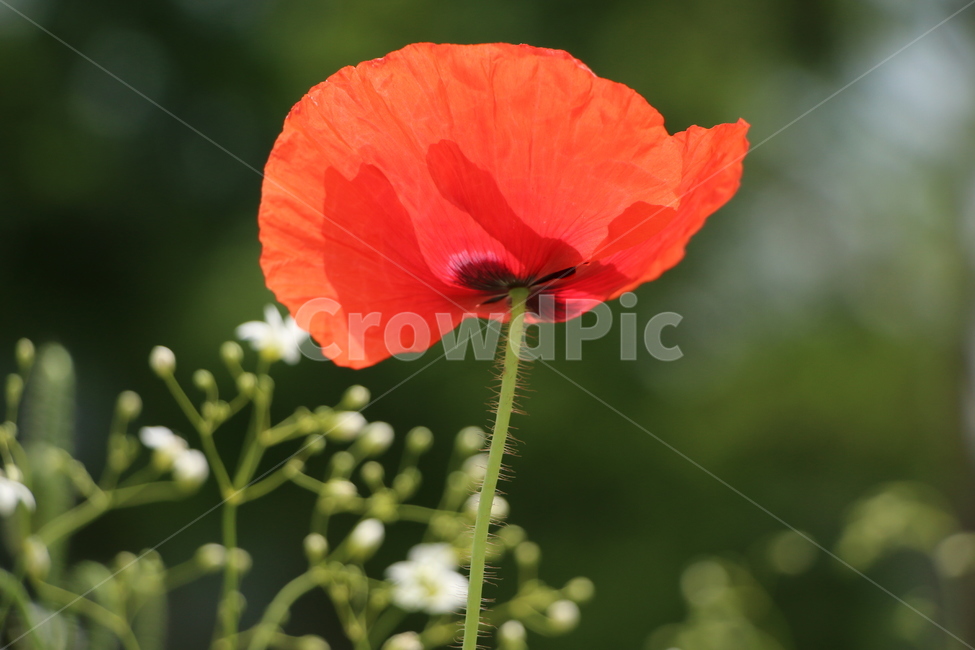 양귀비,감성,색감,붉은색,빨강,붉은꽃,red,plant,flower,blossom,꽃,식물,식물,자연,plants,nature,꽃,flower