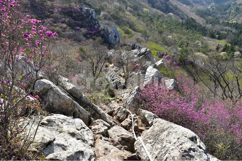 주작산,덕룡산,종주,진달래,풍경,기암,바위,비경,봄풍경,진달래꽃,강진,명산,산행,등산,마운틴,힐링,mountain,landscape,자연,natural,자연,풍경,nature,landscape