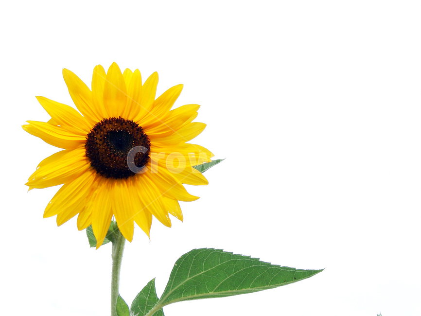 해바라기꽃,노란해바라기꽃,꽃테마,자연감성,해바라기식물,여름,계절,summer,season,식물,자연,plants,nature,꽃,flower,누끼,remove background,plant,blossom,sunflower,해바라기