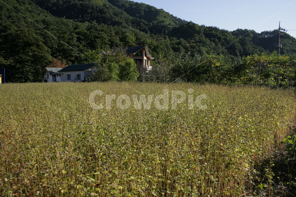 밭,메밀밭,메밀,풍경,식물,자연,풍경,nature,landscape,field,들,grassland,목초지,outdoors,옥외,farm,농장,rural,농촌,meadow