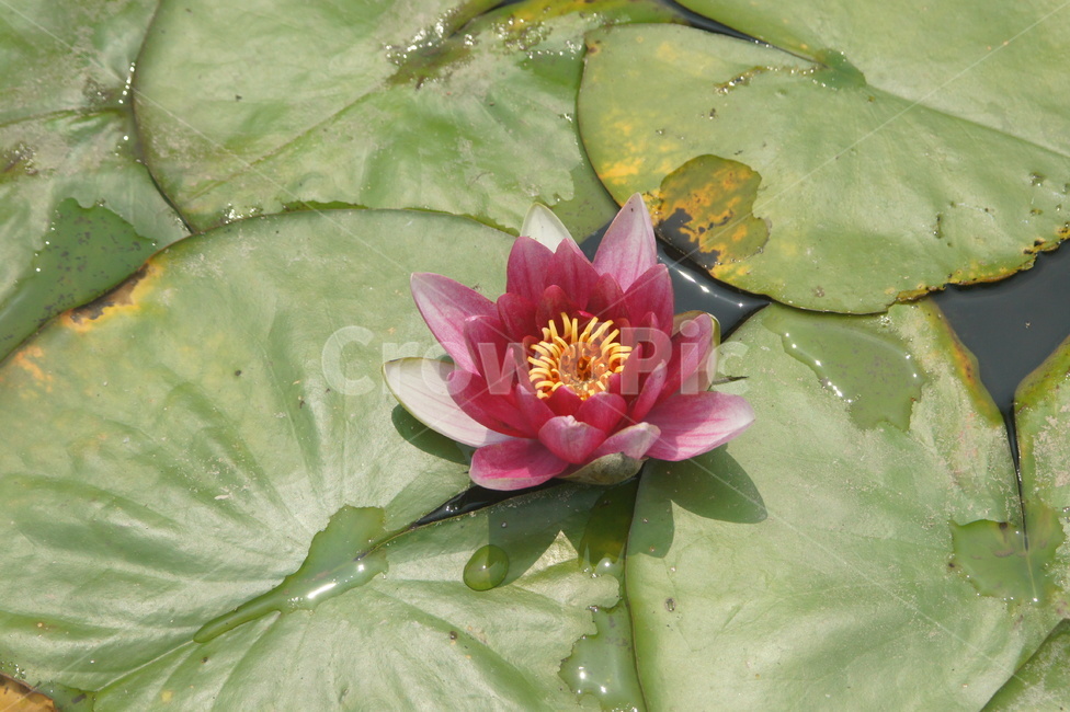 식물,blossom,꽃,flower,연꽃,pink,식물,자연,plants,nature,꽃,flower