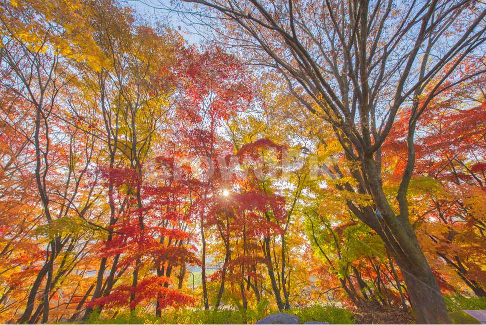 가을,풍경,낙엽,단풍,자연,가을,계절,fall,autumn,season,자연,풍경,nature,landscape,식물,plants,나무,trees,wood,tree,plant,