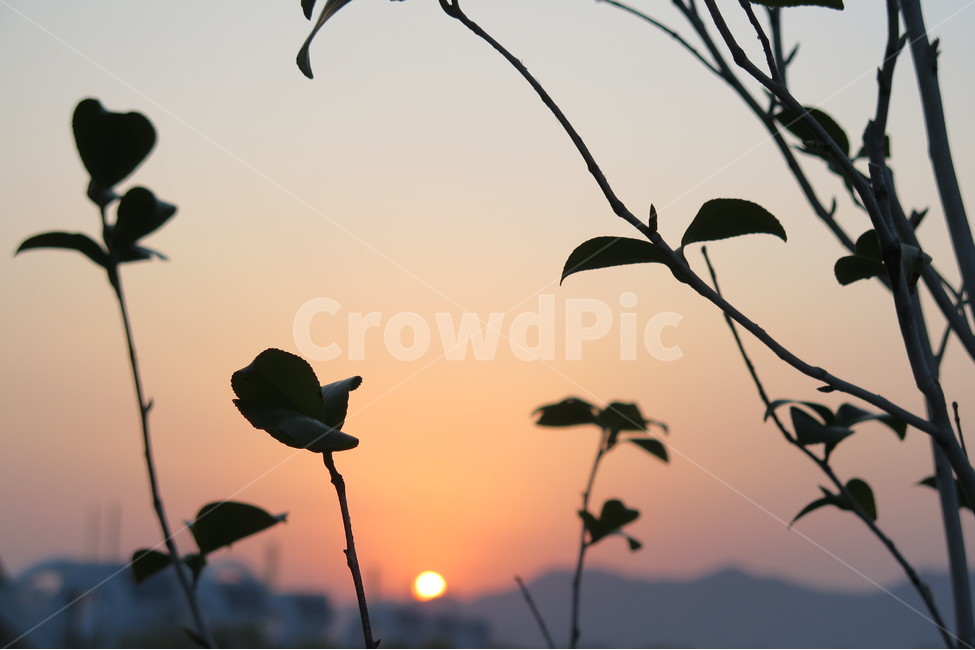 역광,노을,그림자,나뭇잎,실루엣,식물,자연,plants,nature,실루엣,그림자,silhouette,shadow