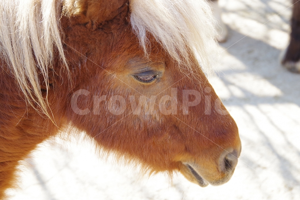 말,horse,동물,animal,봄,spring,동물,animal,포유류,mammal