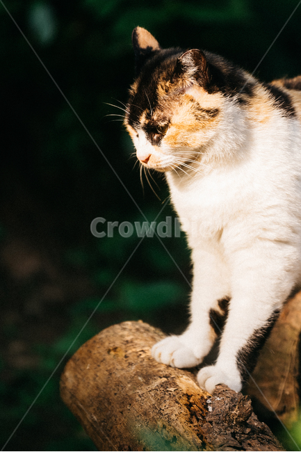 고양이,캣,냥냥이,길고양이,삼색이,치즈냥,냥,cat,동물,동물,animal,포유류,mammal,고양이,cat,kitten,kitty
