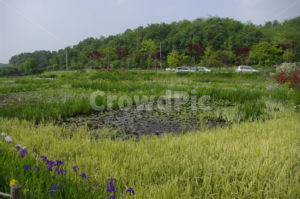 초록,나무,식물,plant,수생식물,연못,자연,풍경,nature,landscape,outdoors,옥외,grassland,목초지,field,들,land,땅