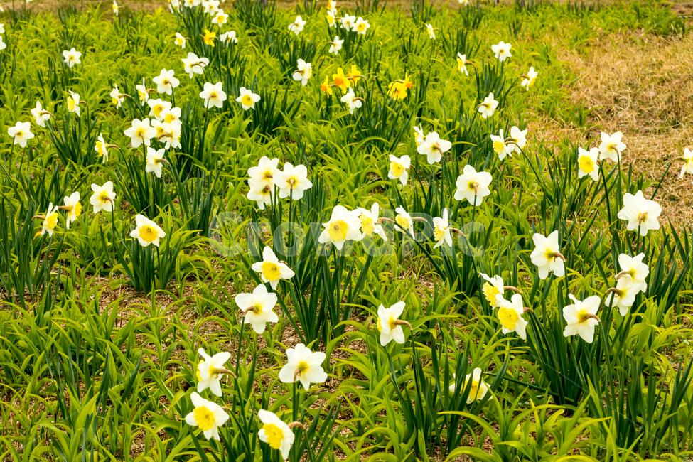 수선화,꽃,봄꽃,식물,3월,식물,자연,plants,nature,꽃,flower