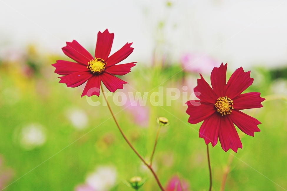 코스모스,꽃,꽃잎,들꽃,식물,가을꽃,가을,공원,자연,식물,자연,plants,nature,꽃,flower