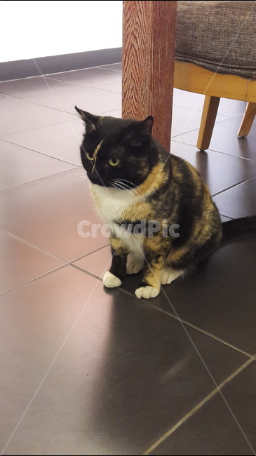 고양이,동물,의자,귀여움,수염,동물,animal,포유류,mammal,고양이,cat,kitten,kitty