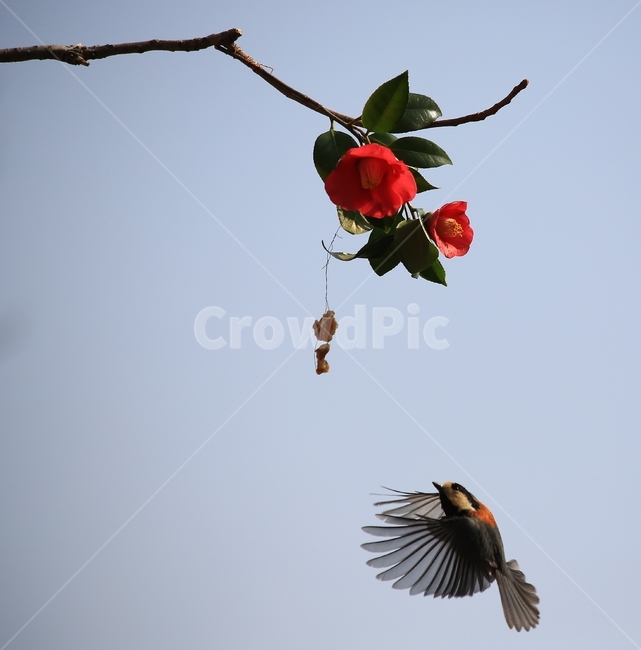 animal,동물,bird,새,plant,식물,flower,blossom,꽃,leaf,잎,동백,동백꽃,동박새,먹이,식물,자연,plants,nature,꽃,flower,동물,animal,조류,새,birds