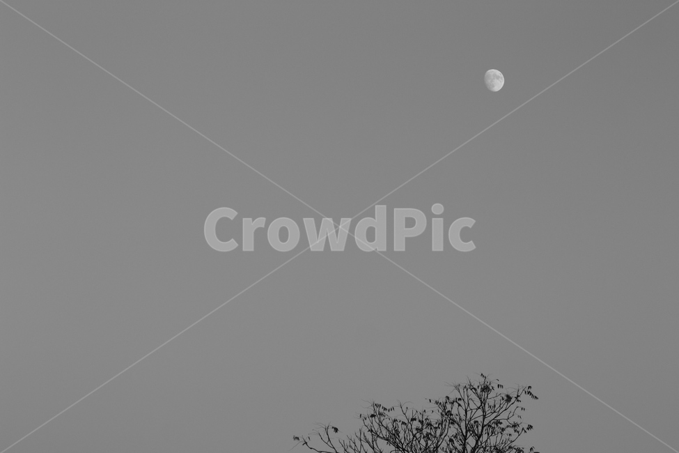 달,초저녁,흑백,감성,분위기,자연,풍경,nature,landscape,흑백,모노톤,monochrome,black and white,outdoors,옥외