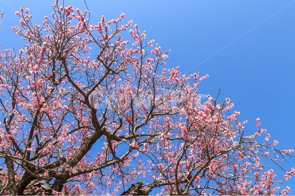 홍매화,매화,꽃,자연,봄꽃,식물,계절,plants,nature,spring,season,flower,나무,tree,봄,봄,계절,spring,season,식물,자연,plants,nature,꽃,flower,plant,blossom,cherry blossom,벚꽃