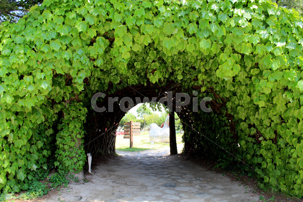 자연,풀,나무,풀잎,넝쿨식물,자연,풍경,nature,landscape,outdoors,옥외,garden,정원,arbour,정자