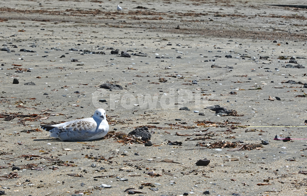 갈매기,seagull,새,bird,모래사장,동물,animal
