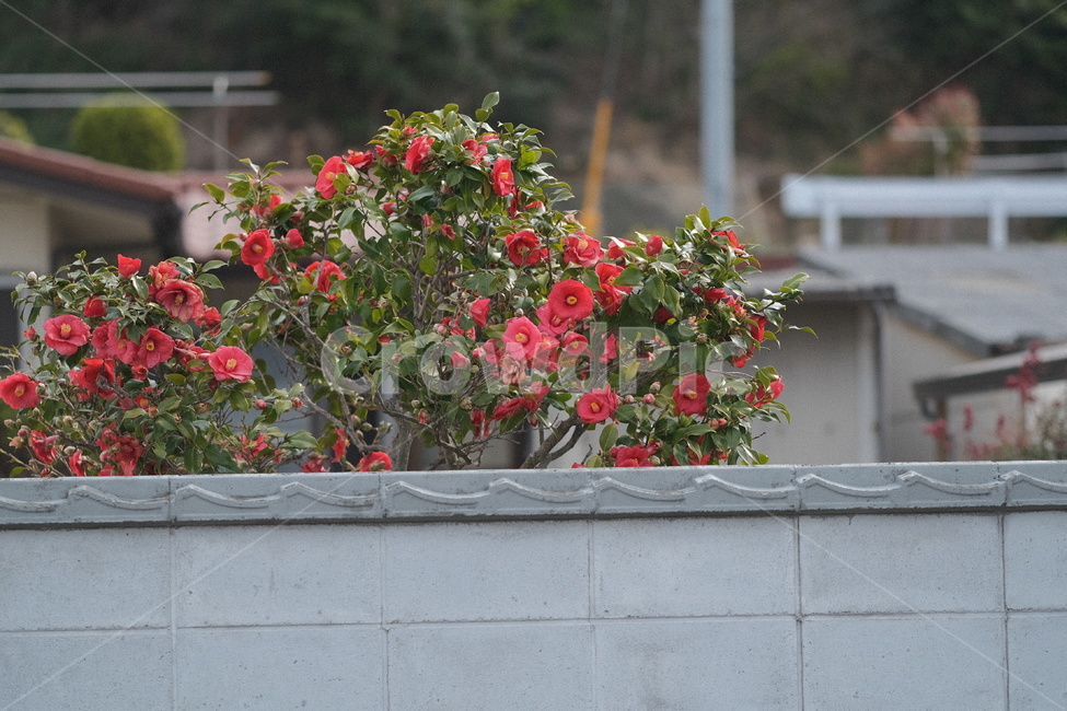 일본,꽃,flower,japan,봄꽃,식물,자연,plants,nature,꽃,flower