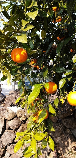 plant,식물,감귤류과일,과일,fruit,orange,주황색,제주도,감귤나무