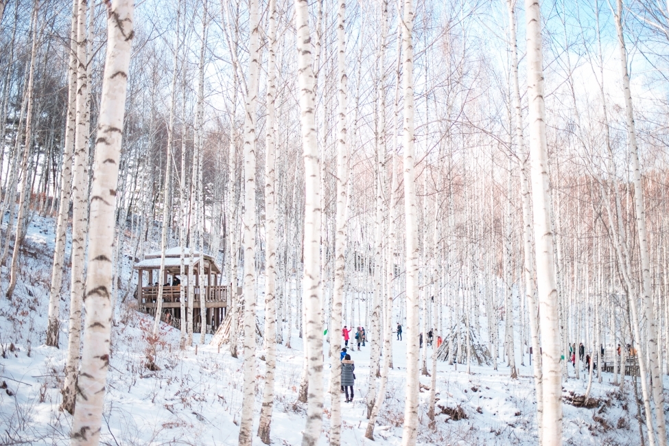 풍경,자연,스냅,자작나무,숲,겨울,계절,winter,season,자연,풍경,nature,landscape,식물,plants,나무,trees,wood,outdoors,옥외,tree,plant