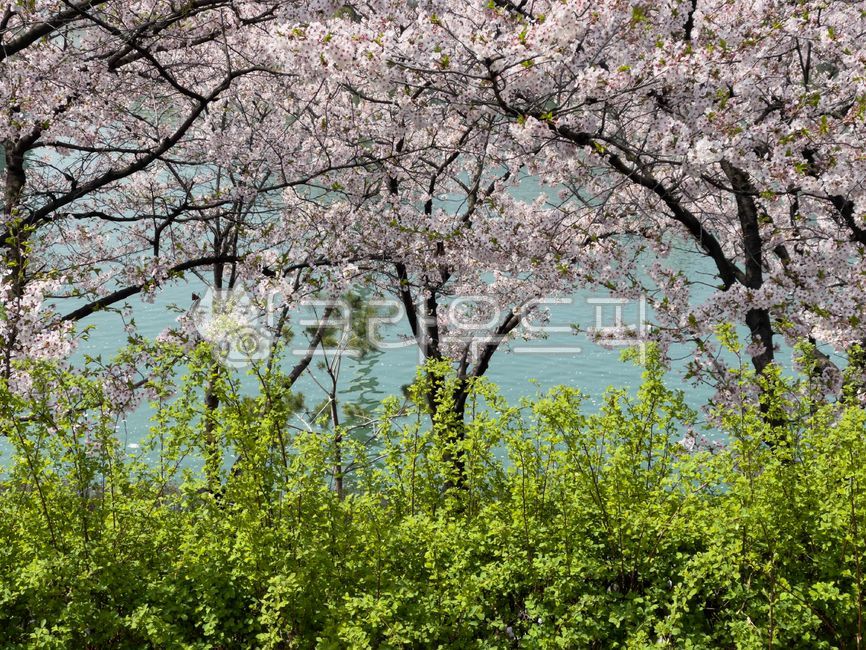 벚꽃,봄,꽃잎,줄기,나무,자연,식물,핑크,녹색,분홍색,blossom,flower