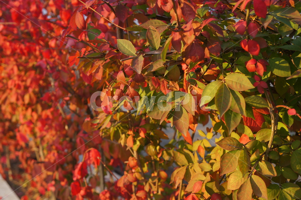 빨간단풍,화살나무,가을,울타리식물,낙엽,관목,귀전우,단풍놀이,가을,계절,fall,autumn,season,leaf,잎,plant,식물,tree,나무