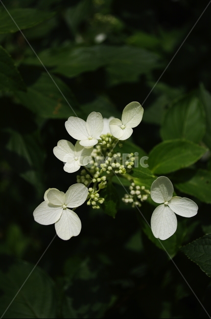 꽃,flower,식물,plant,자연,nature