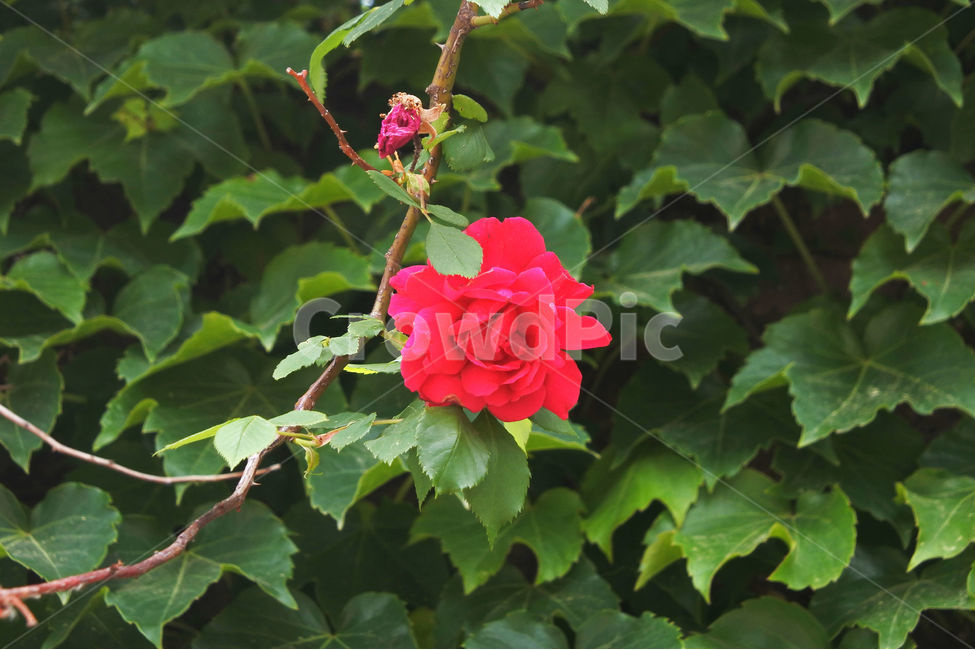 자연,장미,로즈,색감,초록,빨강,빨간색,초록색,green,red,rose