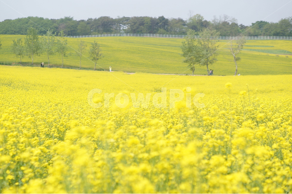 유채꽃,봄,노랑노랑,햇살,나무,풍경,봄,계절,spring,season,자연,풍경,nature,landscape,field,들,grassland,목초지,outdoors,옥외