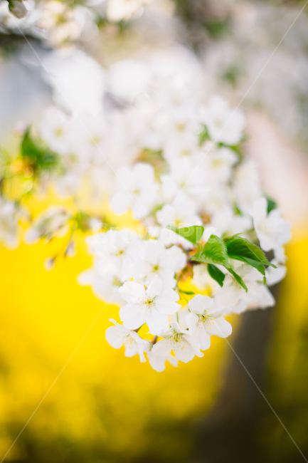 봄,벚꽃,개나리,노랑,흰꽃,노란꽃,자연,봄날,식물,자연,plants,nature,꽃,flower
