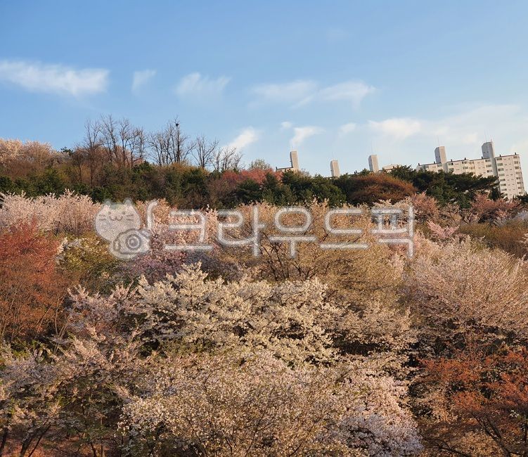 cherryblossom,벗꽃,꽃,4월,꽃나무,flowertree,nature,자연,식물,맑은날씨,봄,spring