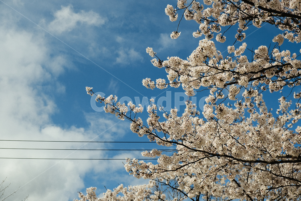 벚꽃,맑은하늘,하늘,벚꽃놀이,벚꽃엔딩,푸른하늘,파란하늘,꽃,식물,blossom,flower