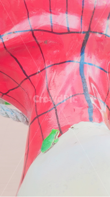 개구리,청개구리,동물,양서류,파충류,파충류,양서류,reptile,amphibian