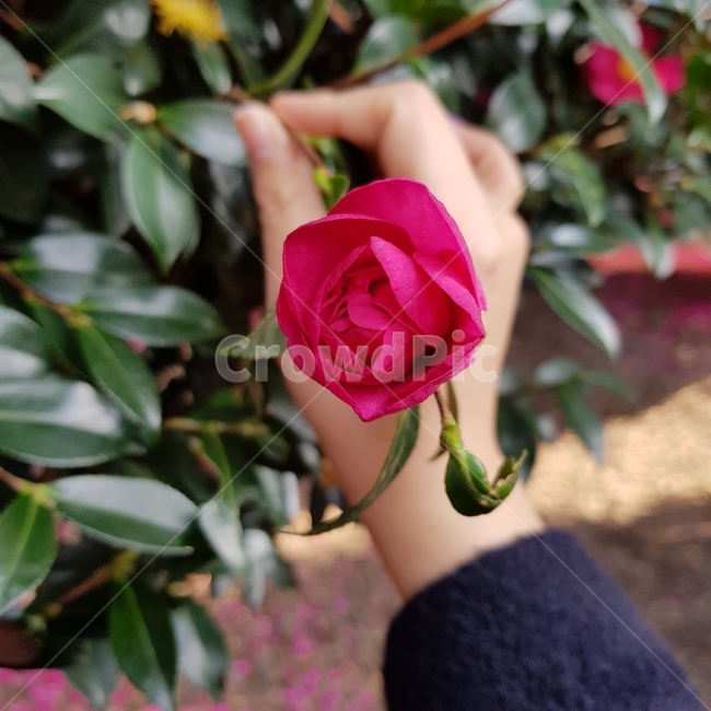 동백꽃,꽃,식물,flower,동백,동백수목원,겨울꽃