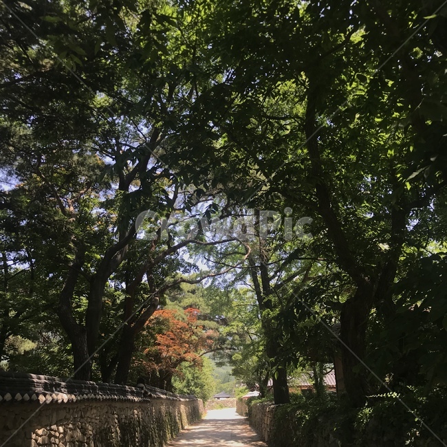 외암민속마을,숲길,나무,자연,돌담길