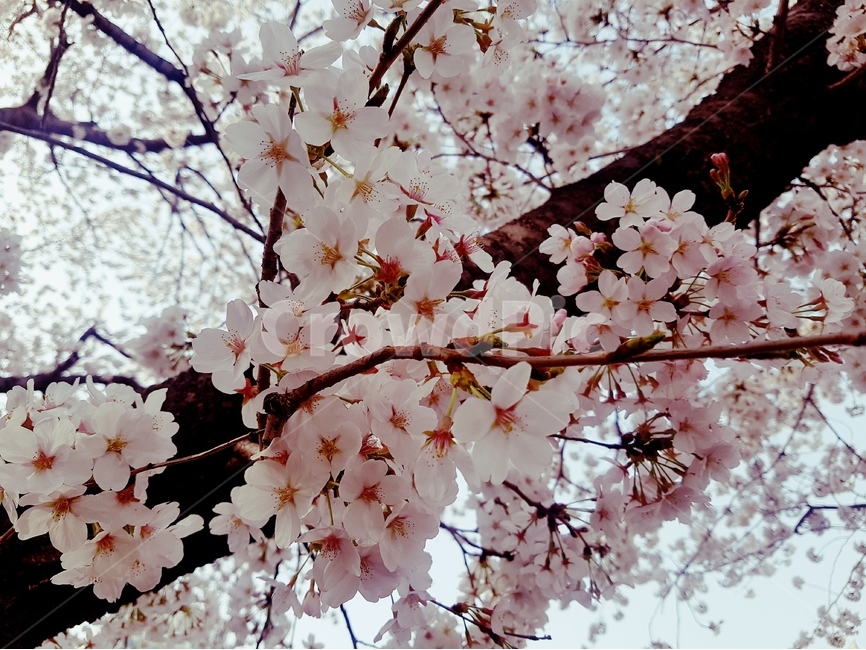 봄,벚꽃,꽃,식물,나무,봄,계절,spring,season,식물,자연,plants,nature,꽃,flower,plant,blossom,cherry blossom