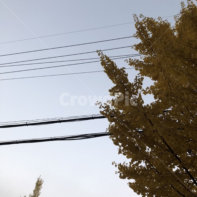 하늘,나무,구름,풍경,전깃줄,가을,계절,fall,autumn,season,식물,자연,plants,nature,나무,trees,wood,cable,케이블