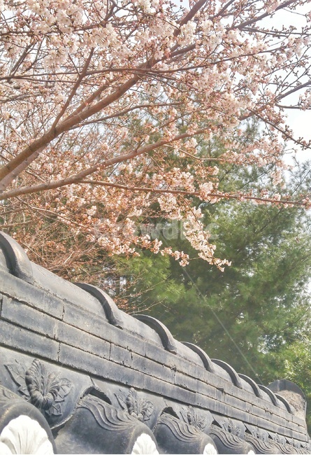 벚꽃,cherryblossom,landscape,봄,spring,꽃나무