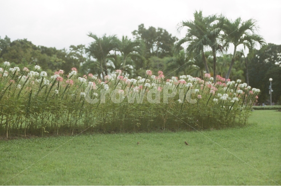 꽃,공원,화원,필름,필름사진,필름카메라,flower,garden,park,자연,풍경,nature,landscape,grass,잔디,plant,식물,lawn