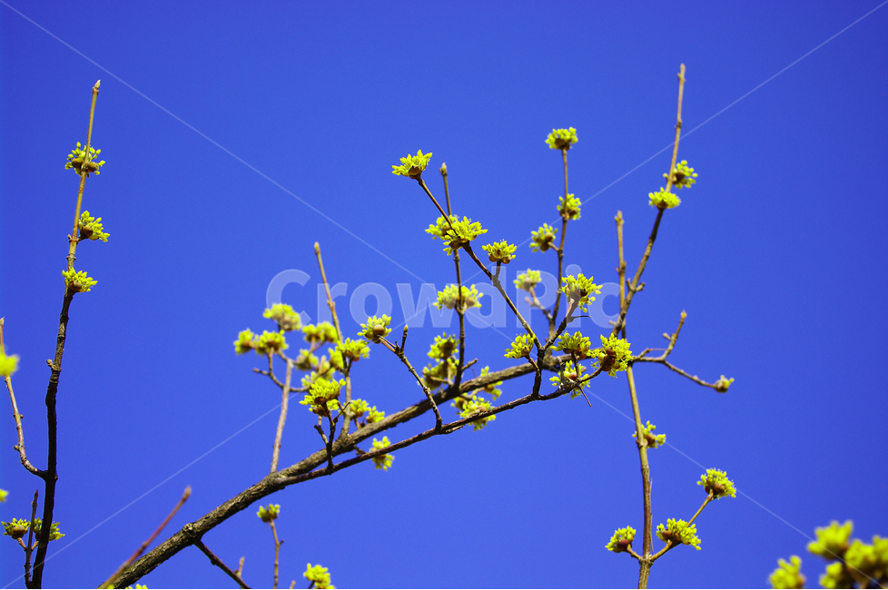 산수유,나무,하늘,파란하늘,꽃봉오리,봄,봄날,봄풍경,봄꽃,감성,spring,flower,식물,노란색,봄,계절,spring,season,식물,자연,plants,nature,꽃,flower,plant