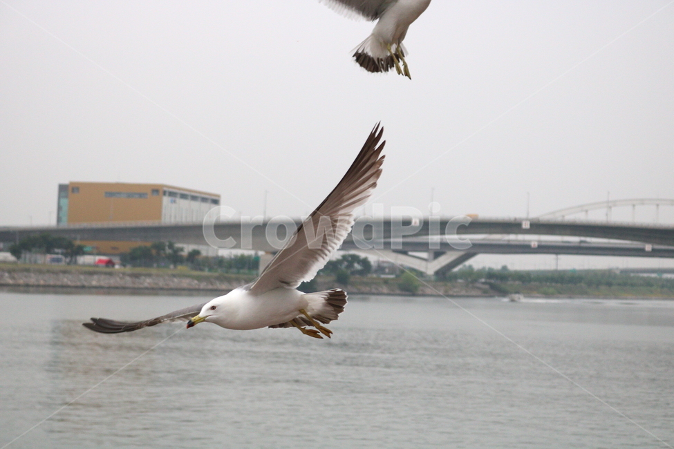 갈매기,새,조류,한강,동물,동물,animal,조류,새,birds