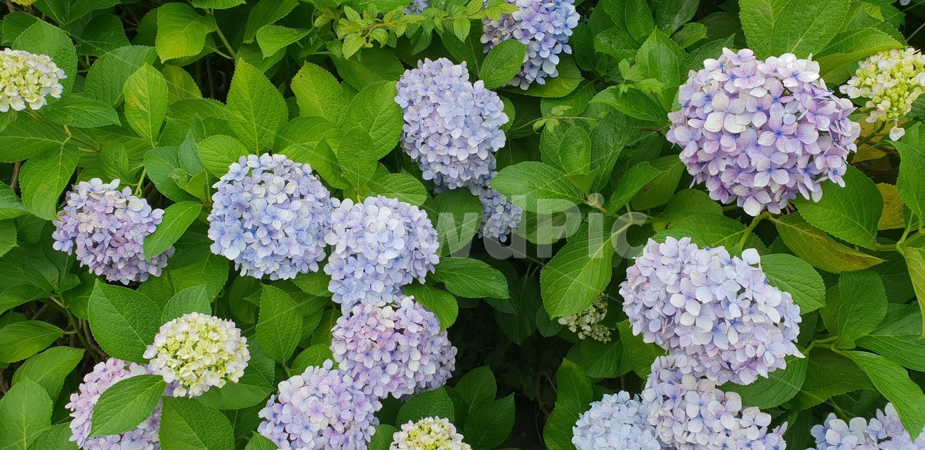 plant,식물,flower,꽃,blossom,수국,식물,자연,plants,nature,꽃,flower