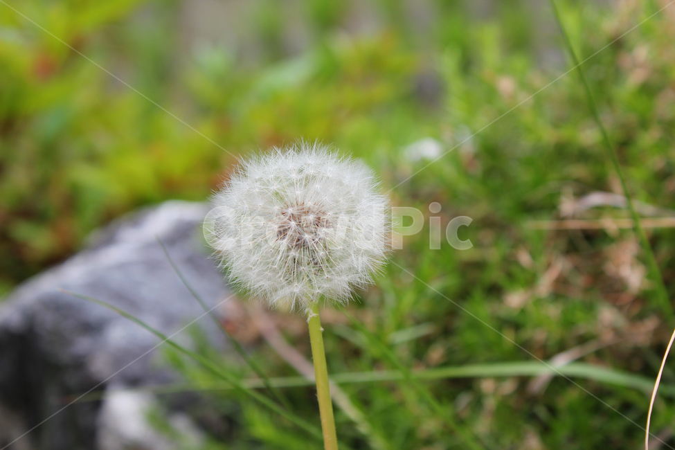 민들레씨,씨앗,민들레,민들레씨앗,씨,꽃씨,자연,식물,클로즈업,seed,plant,dandelion,green,녹색,그린,seeds,soft,부드러운,봄,spring,야외,정원,식물,자연,plants,nature,꽃,flower