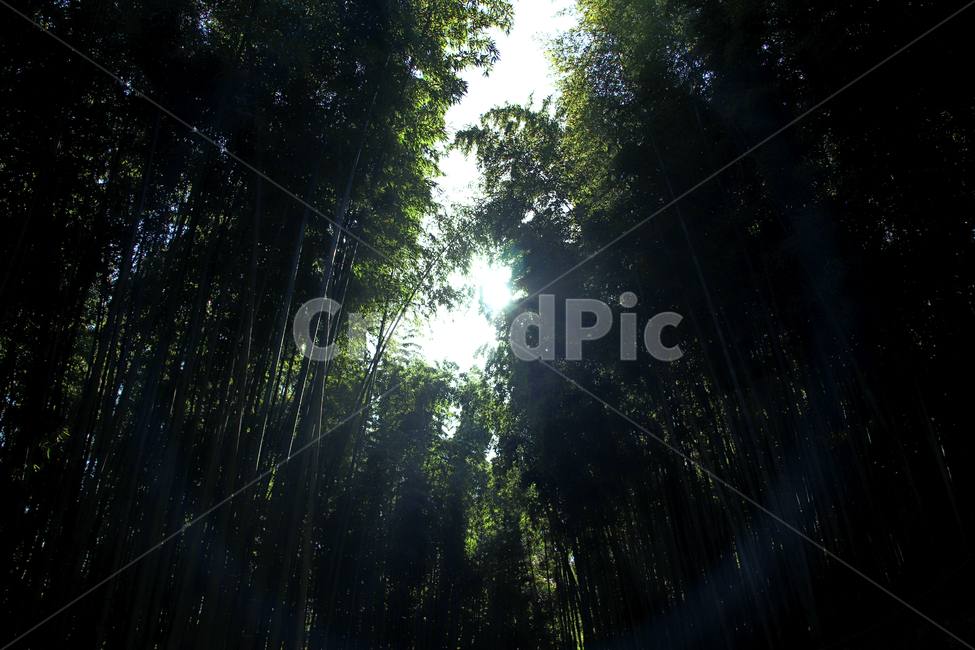 담양,죽녹원,대나무숲,대나무,햇빛,자연,풍경,nature,landscape,light,빛,flare,플레어,sunlight