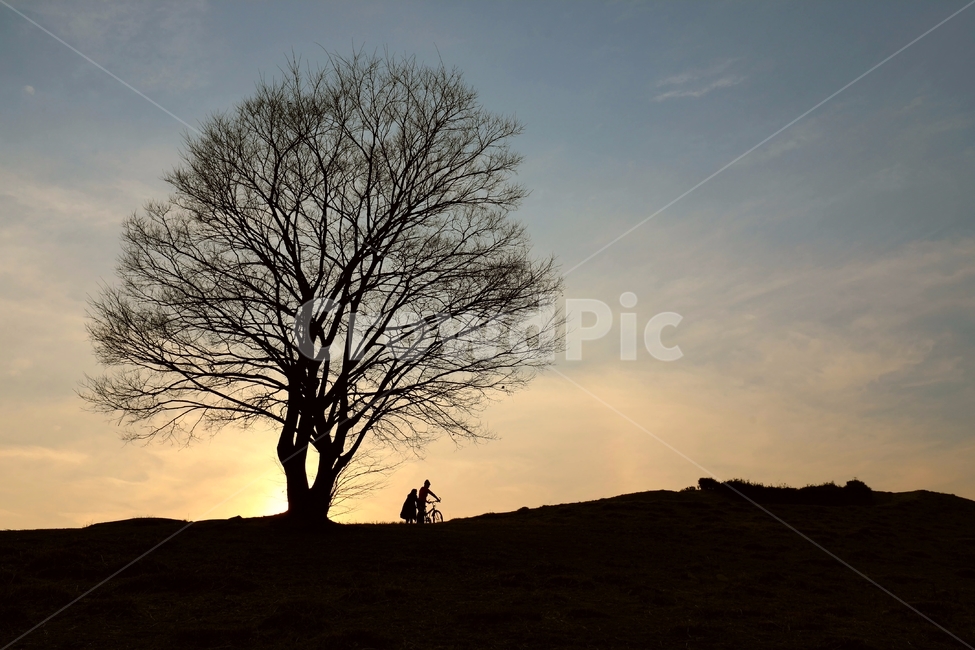 노을,연인,해넘이,붉은노을,나무,나홀로나무,자연,풍경,nature,landscape,실루엣,그림자,silhouette,shadow,tree,plant,식물
