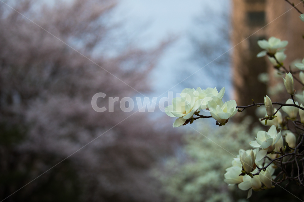 봄,목련,꽃,아웃포커싱,동네사진,감성,벚꽃,봄,계절,spring,season,식물,자연,plants,nature,꽃,flower,plant