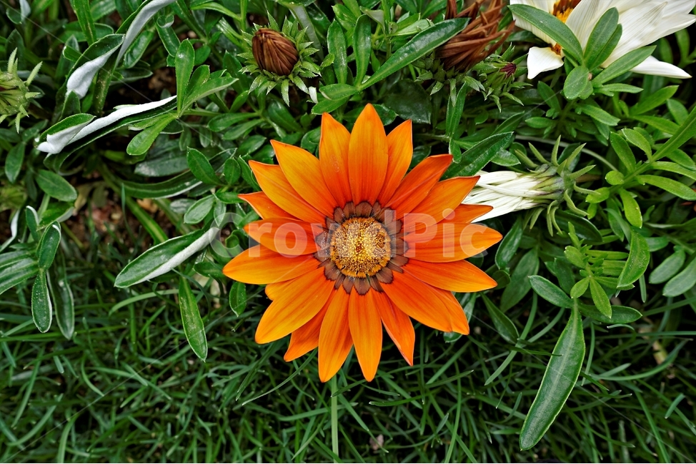 꽃,봄,자연,식물,flower,plant,floral,garden,가자니아,국화과,훈장국화,태양국,원예,gazania,남아프리카원산